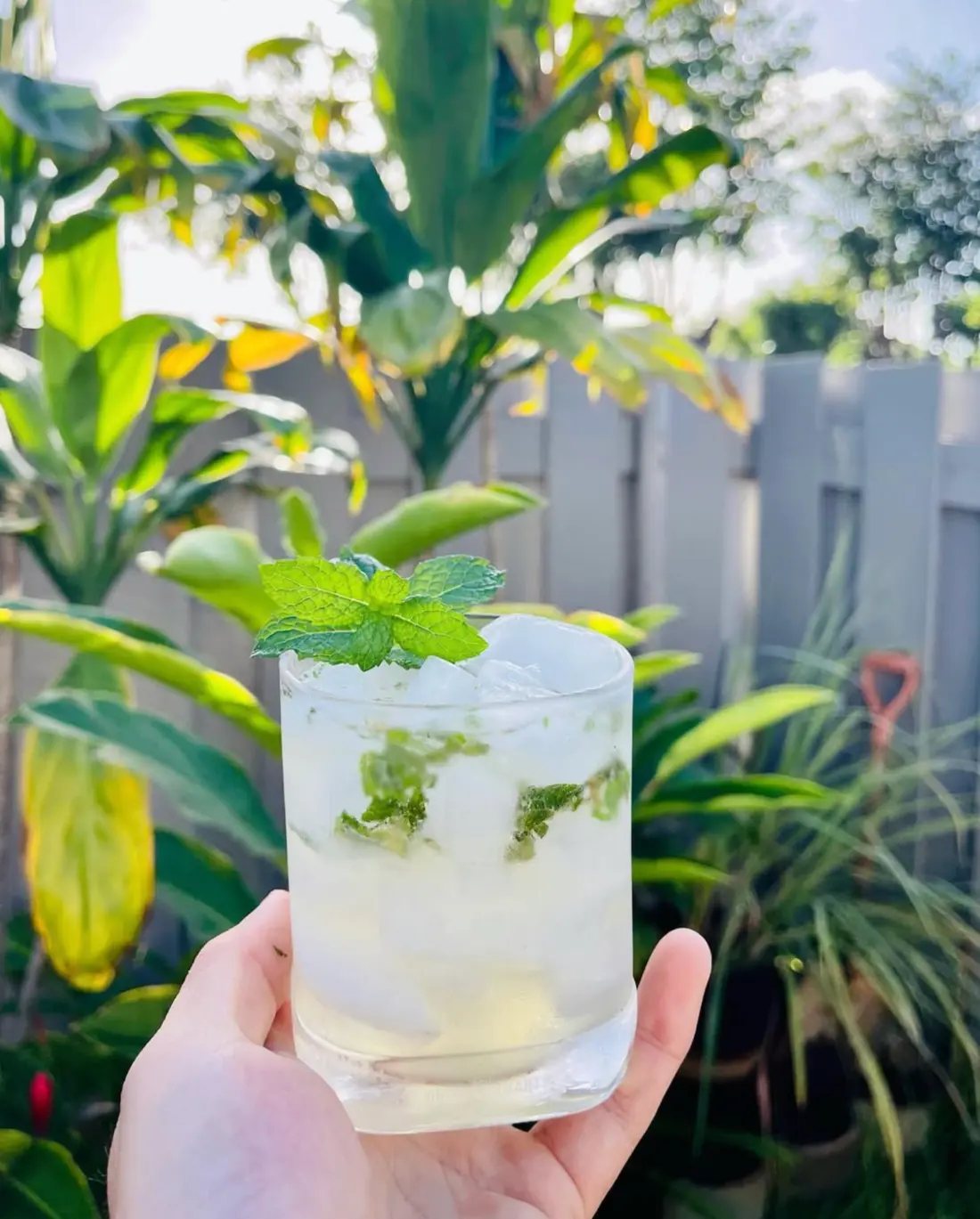 Clear cocktail with ice and fresh mint held in a sunny garden